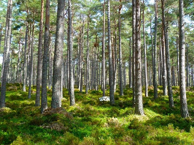 Vi har, sammen med Verdensmål.dk, plantet træer i Danmark.<br>
Selvom vi alle gør hvad vi kan for at nedsætte vores CO2-udslip, så er det også rigtig vigtigt at få plantet træer, som trækker CO2 ud af atmosfæren. Desuden er skoven god for biodiversiteten, som ellers er under hårdt pres.
Klik på linket nedenfor og se præcis hvor vores træer er plantet – og hvor gamle de er nu.